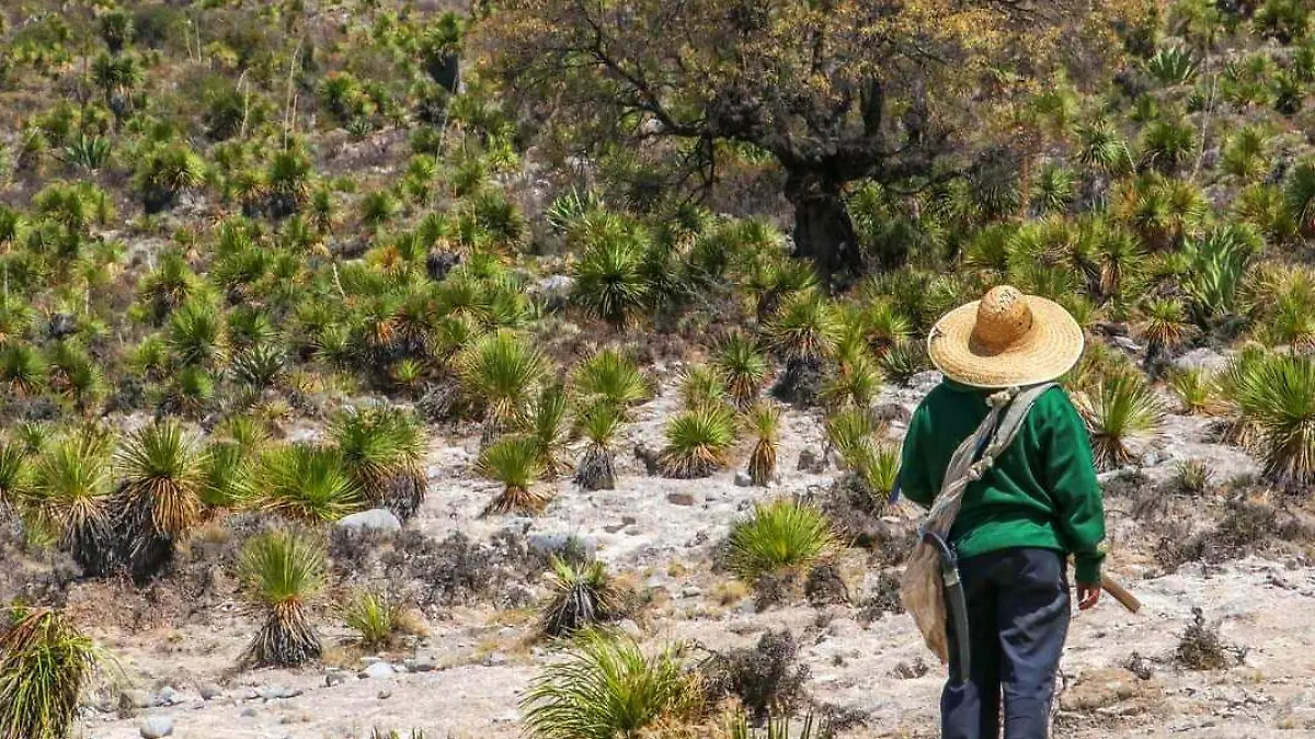 planta o plantas zotol o sotol en picacho (1)